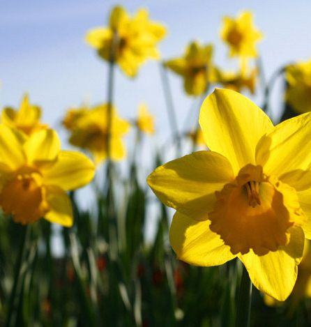 Noosa Shines in Spring